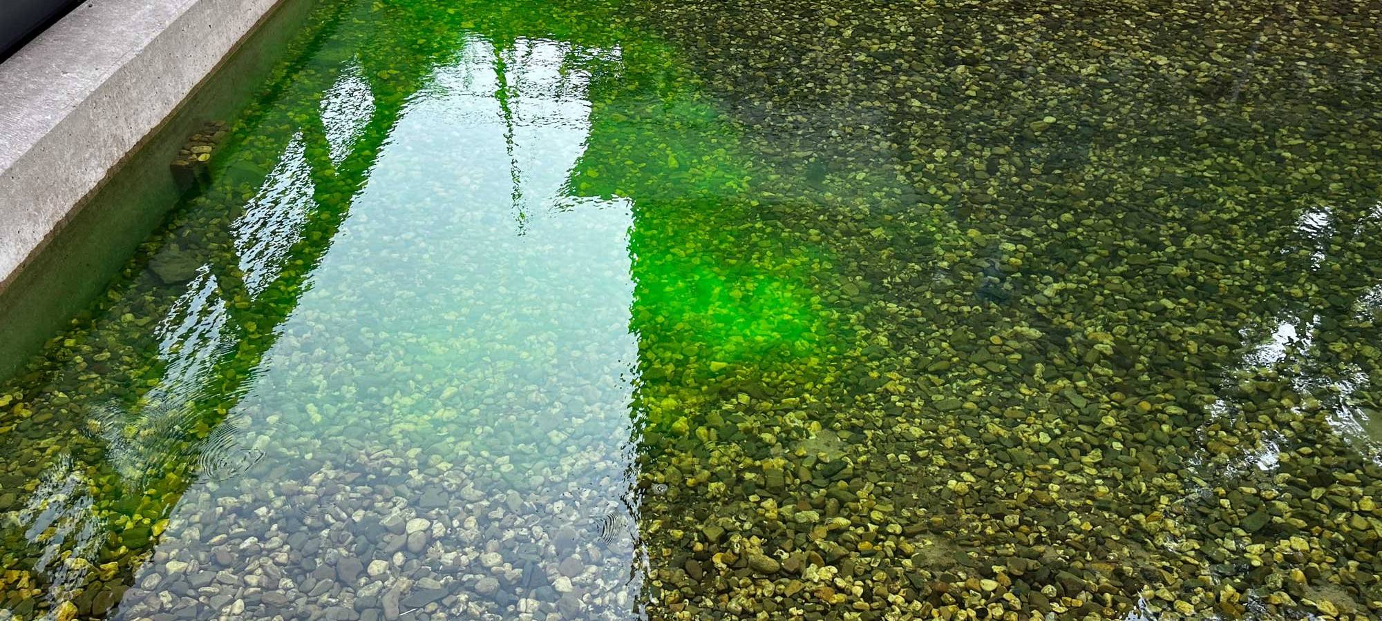 Grünes Wasser im Innnenhafen
