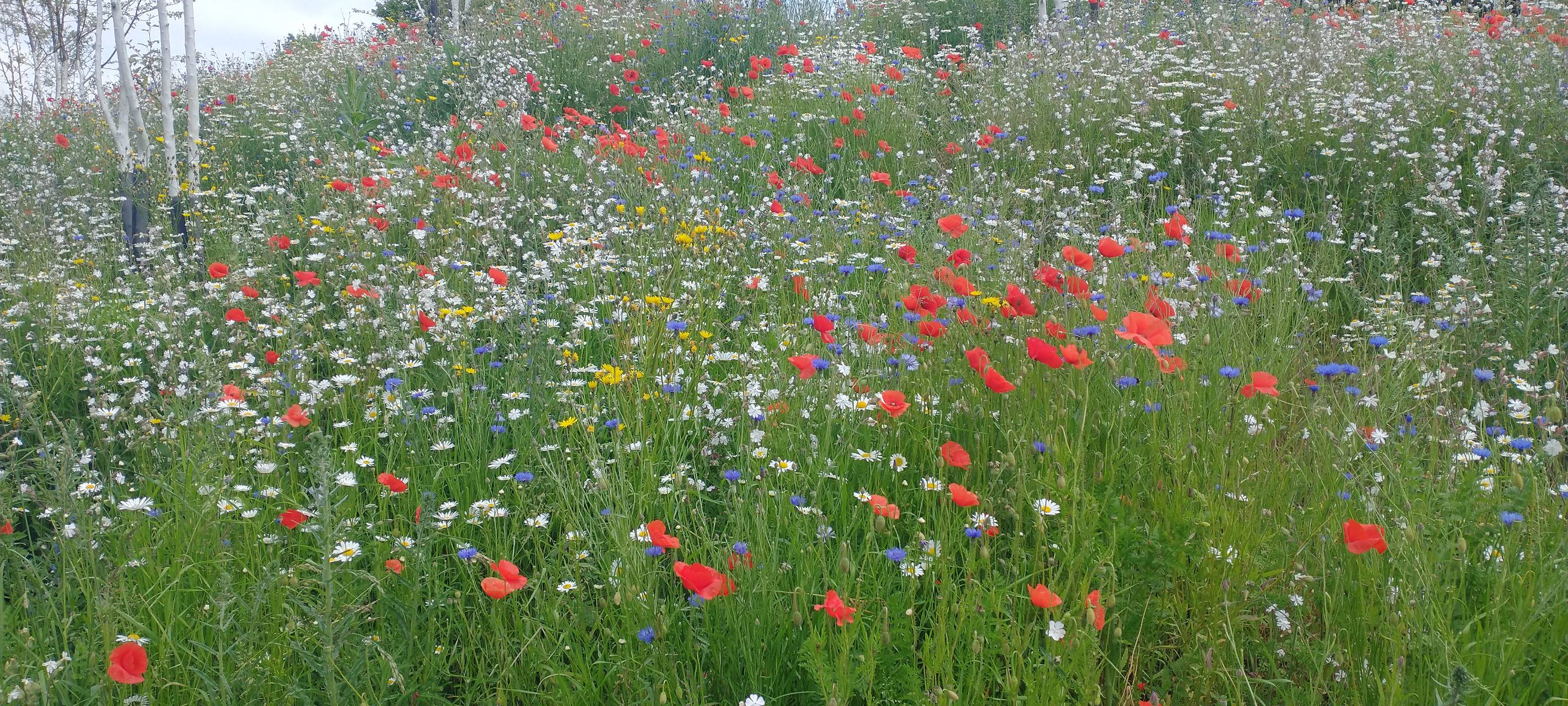 Neueröffnung von Revierpark Mattlerbusch