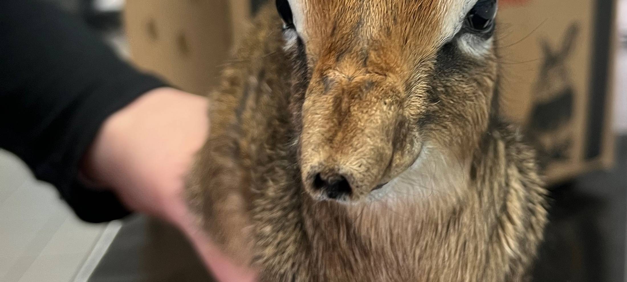 Kirk Dik-Dik geht's gut am Kaiserberg