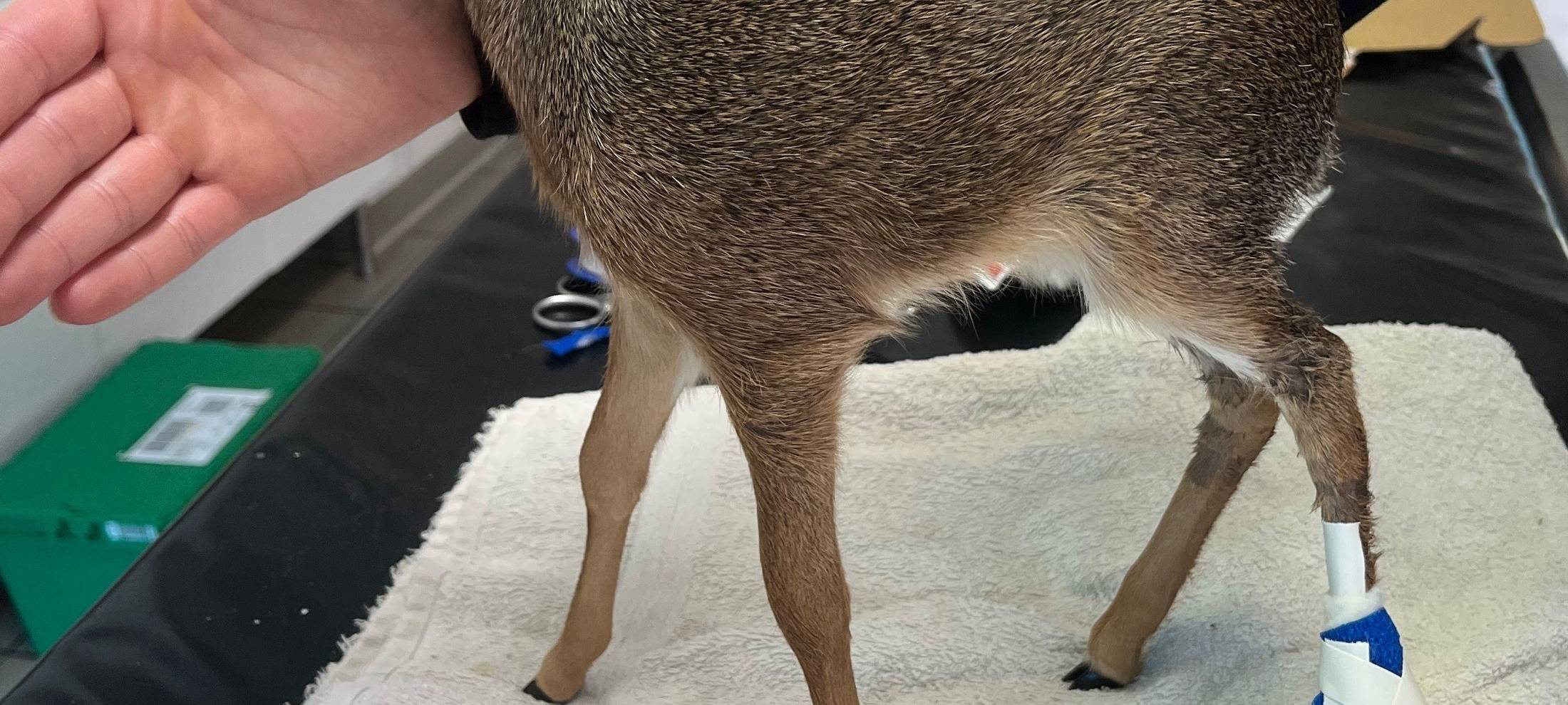 Kirk Dik-Dik geht's gut am Kaiserberg