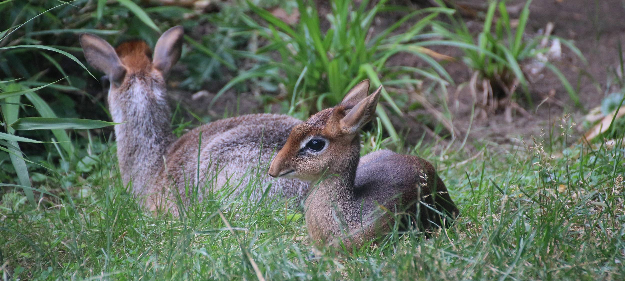 Kirk Dik-Dik geht's gut am Kaiserberg