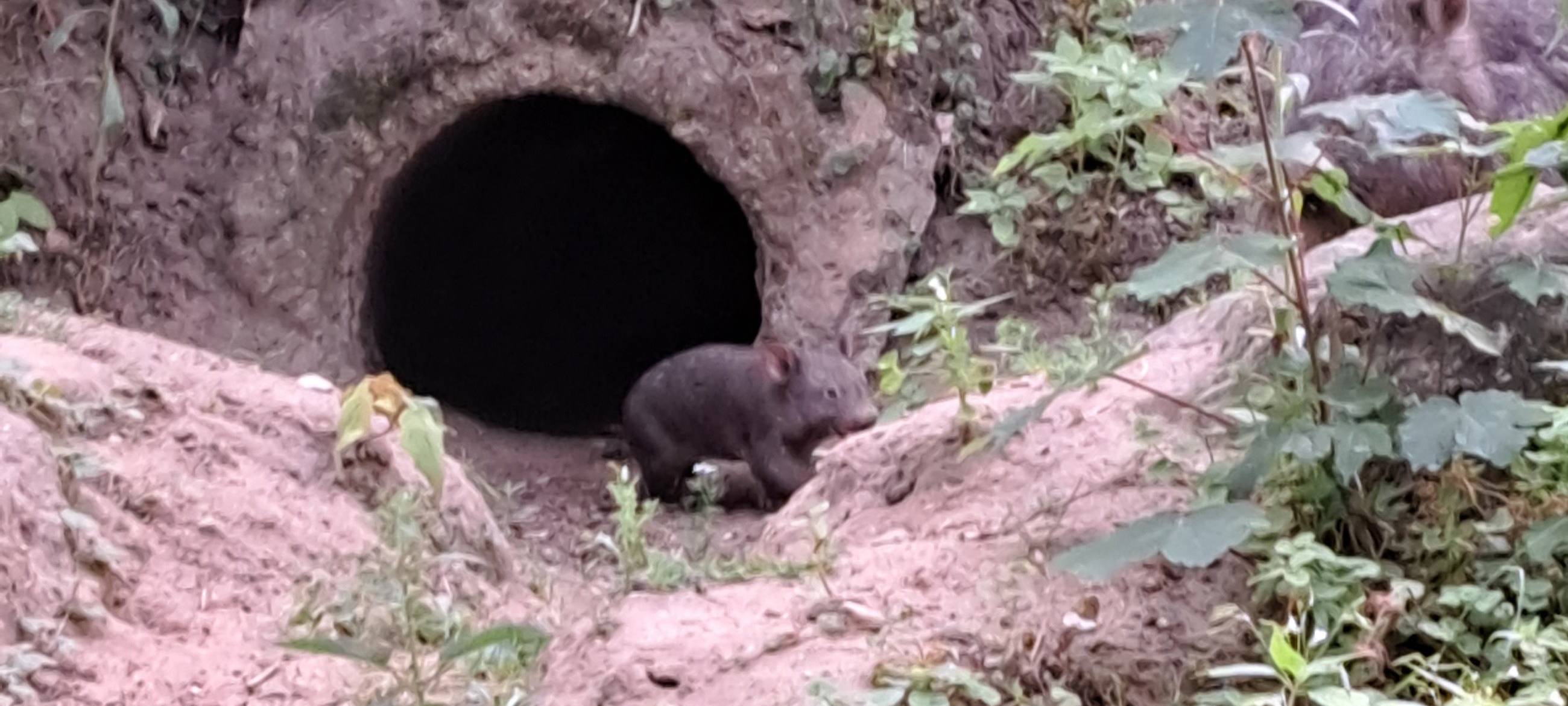 Baby-Wombat im Zoo Duisburg