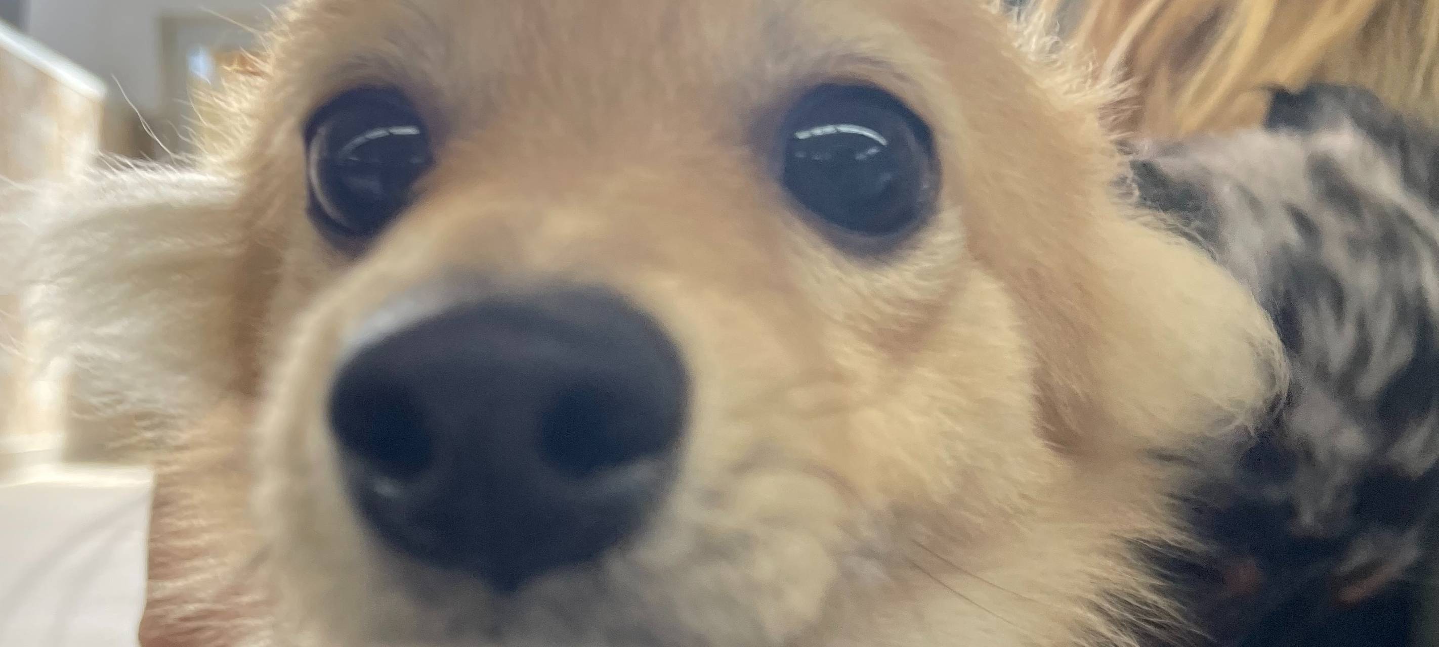 Aufnahmestop bei der Duisburger Tiertafel