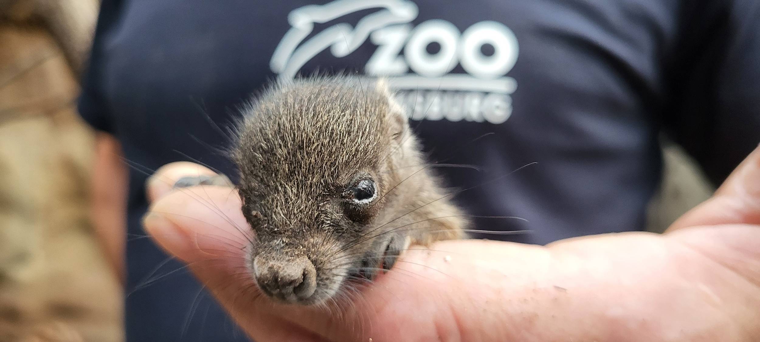 Nager-Nachwuchs auf Leguaninsel
