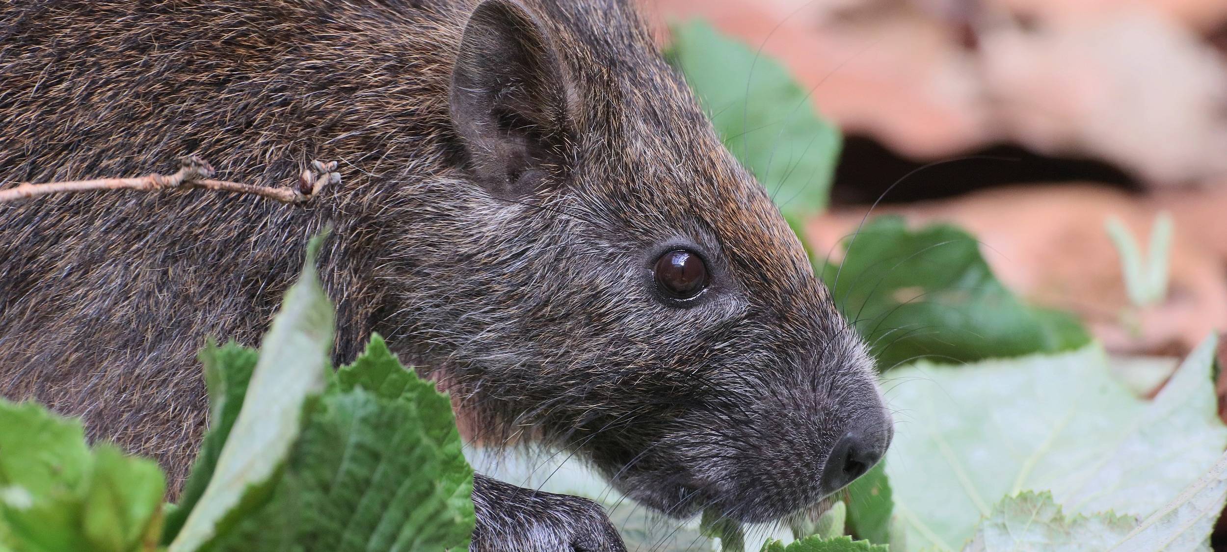 Nager-Nachwuchs auf Leguaninsel