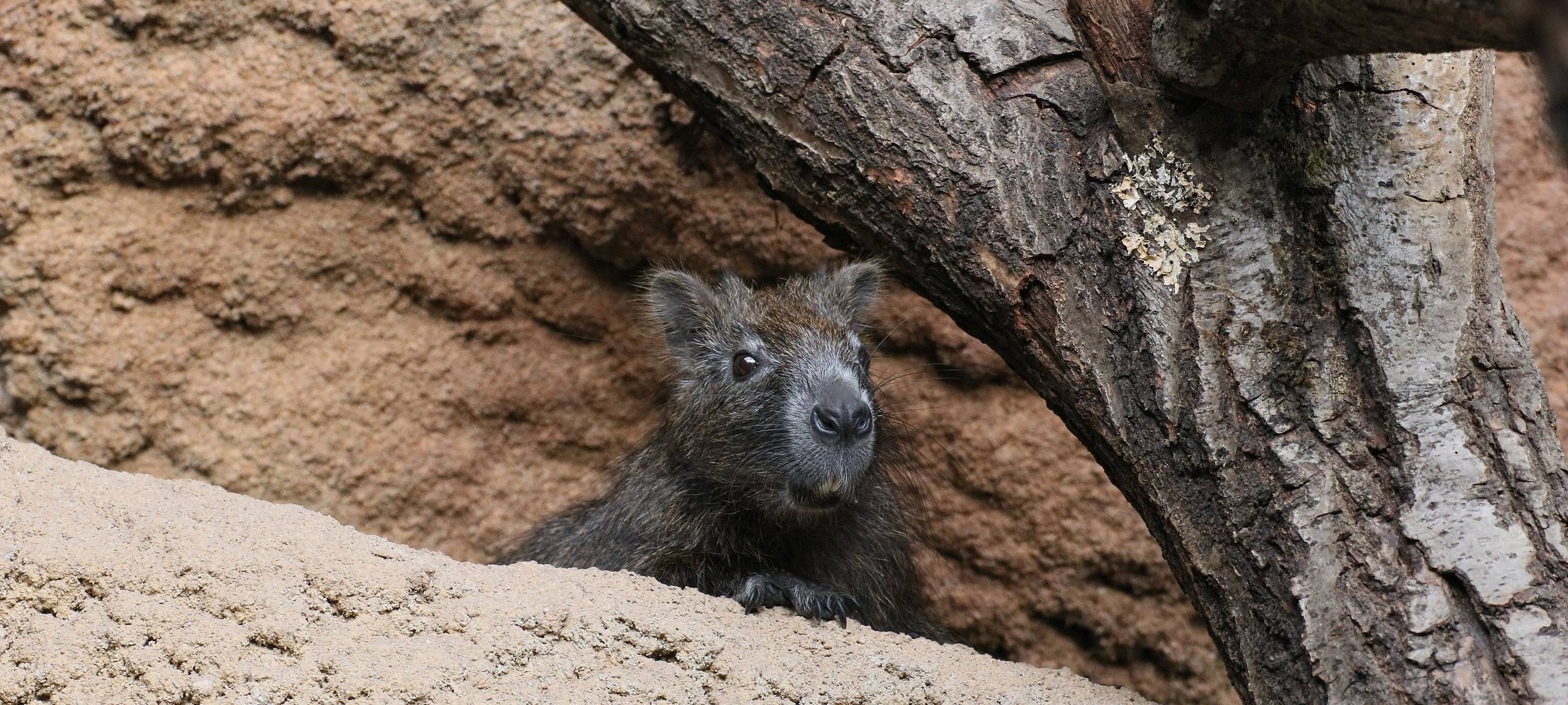 Nager-Nachwuchs auf Leguaninsel