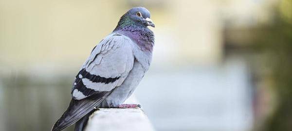 Starke Taubenvermehrung in Duisburg