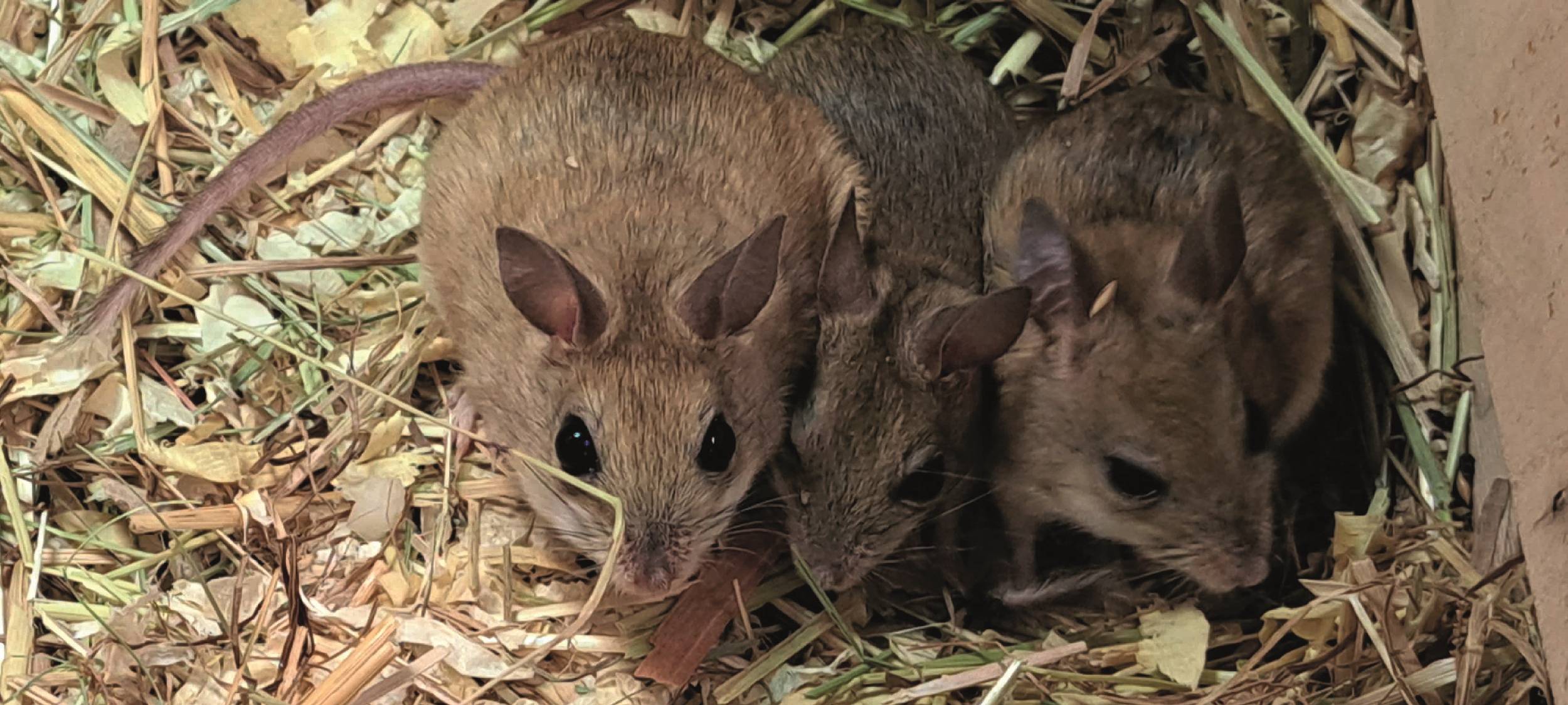 Neue Nager: Zoo Duisburg hat jetzt australische Hüpfmäuse
