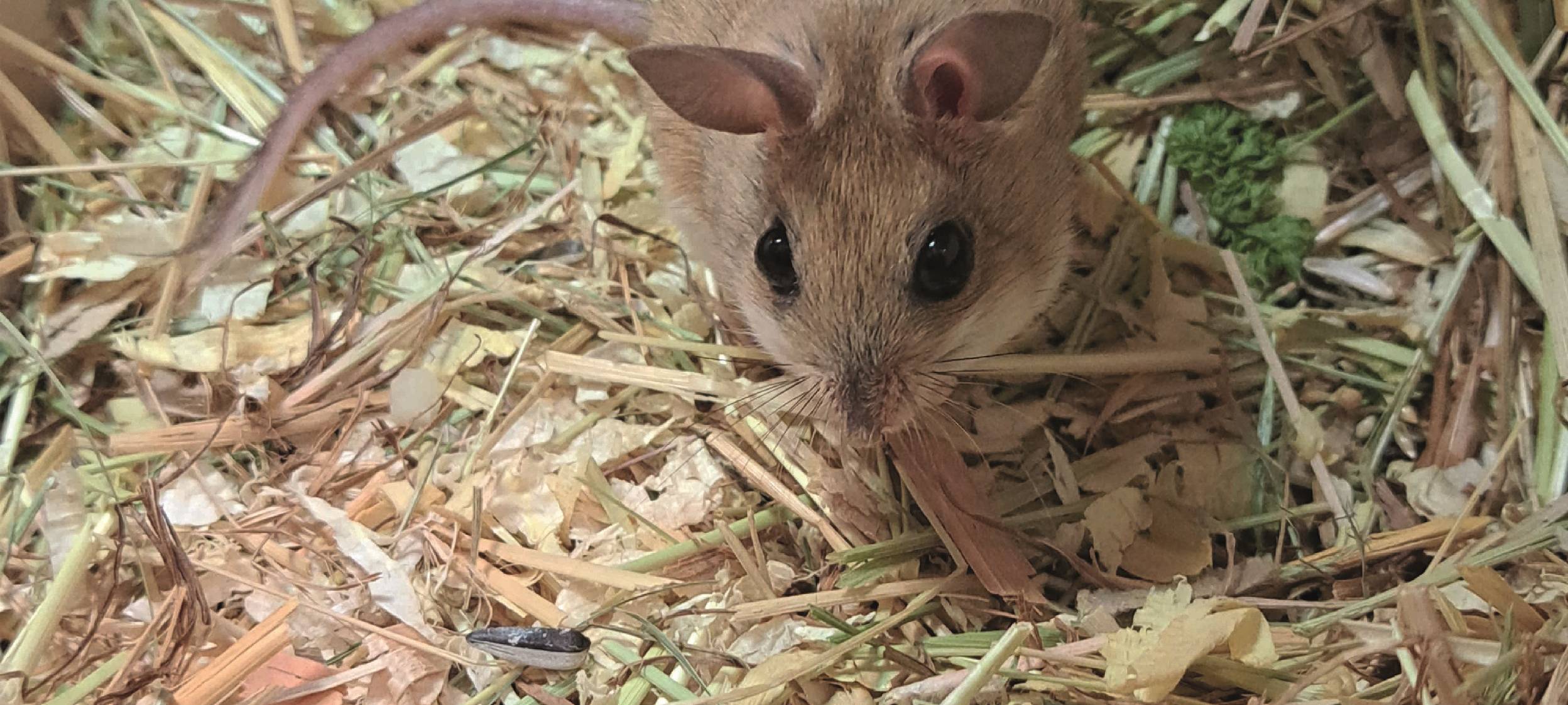 Neue Nager: Zoo Duisburg hat jetzt australische Hüpfmäuse