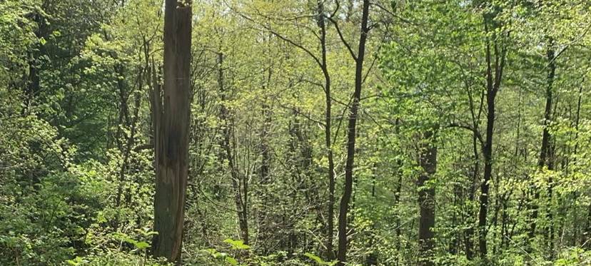 Duisburger Wald erholt sich durch Regen