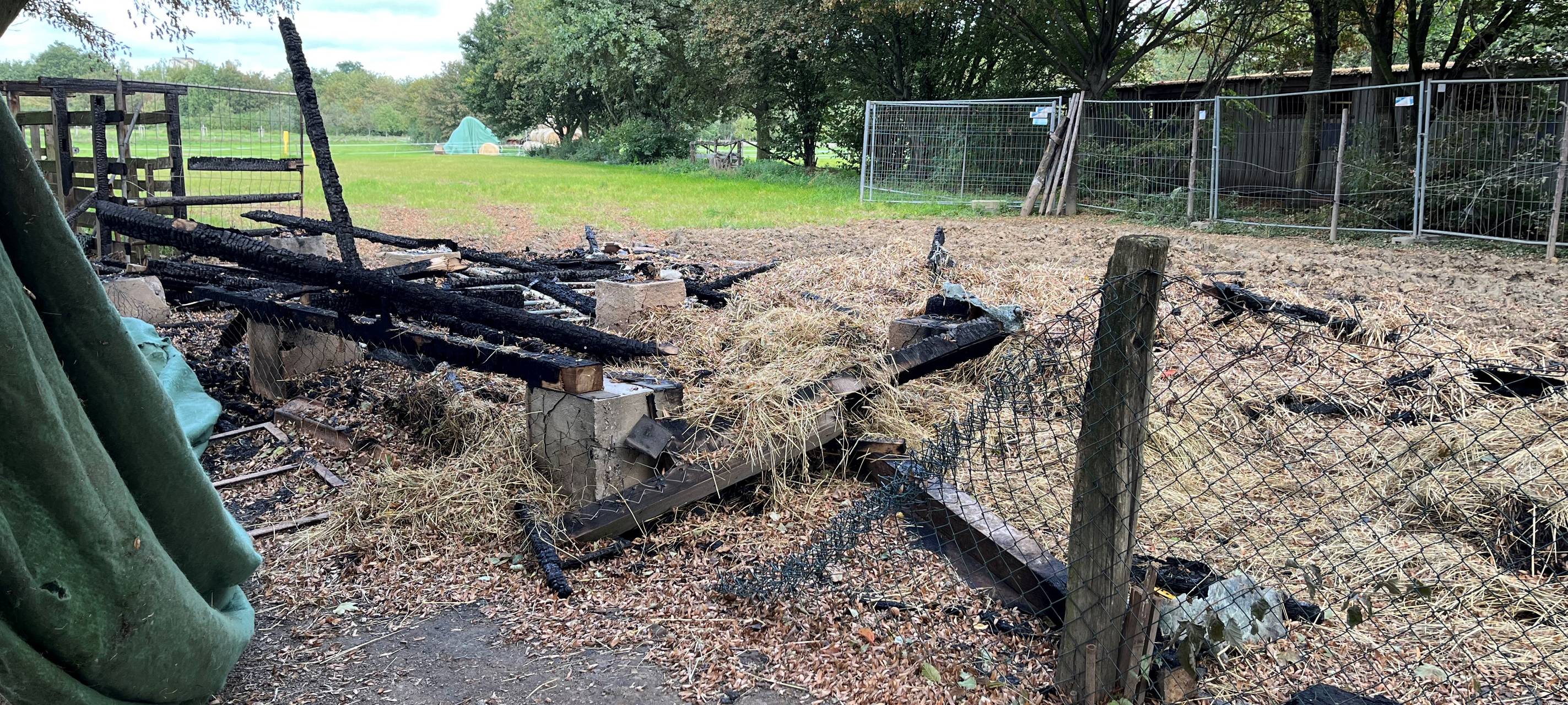 Feuer: Zwei Rinder sterben bei Brand auf dem Ingenhammshof