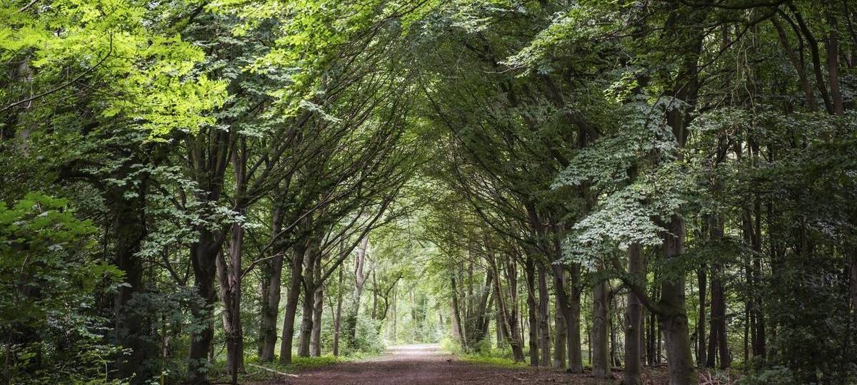 Baumaßnahmen im Baerler Busch