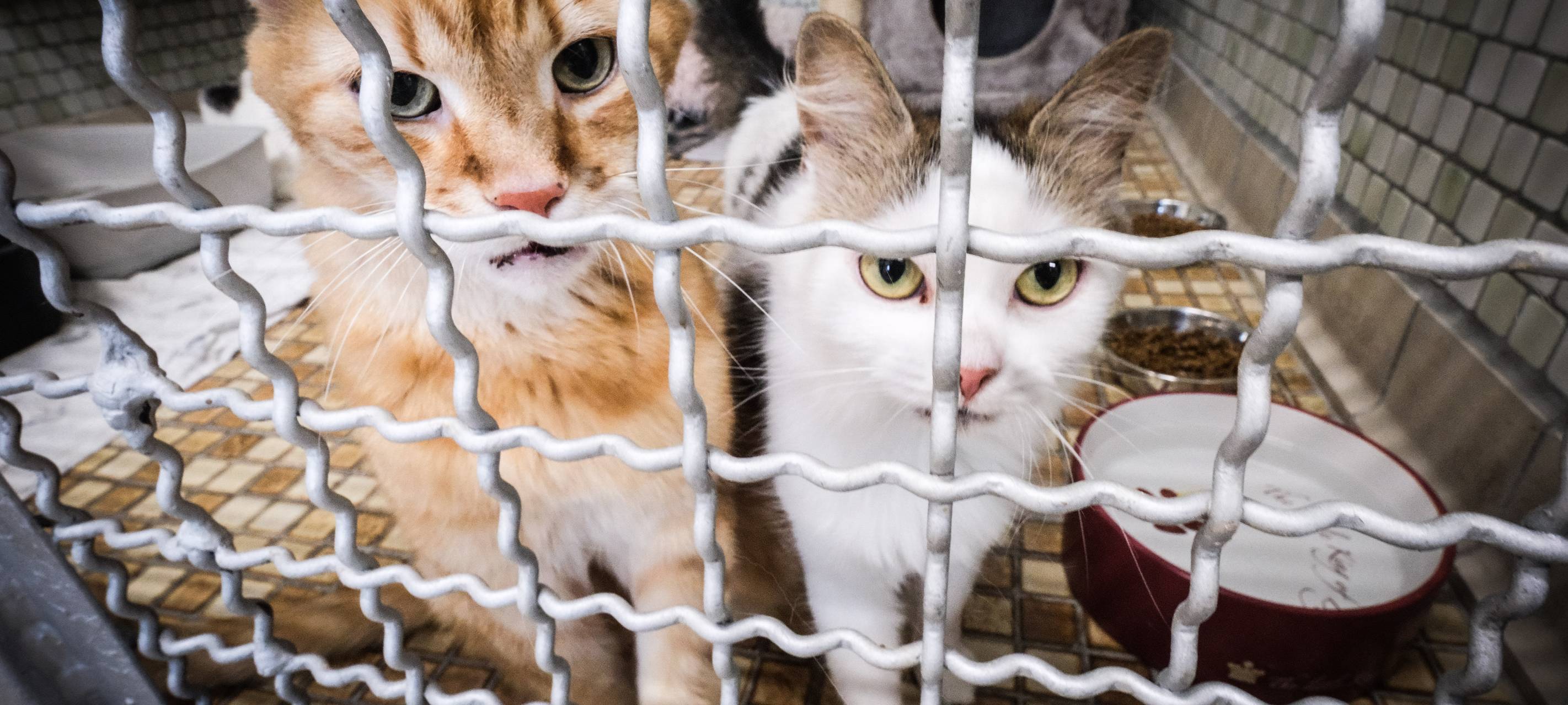 Duisburger Tierheim am Limit