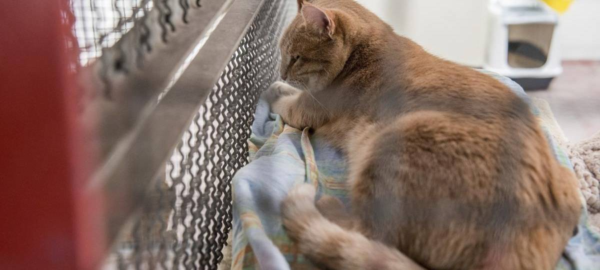 Parvo-Ausbruch im Tierheim Duisburg