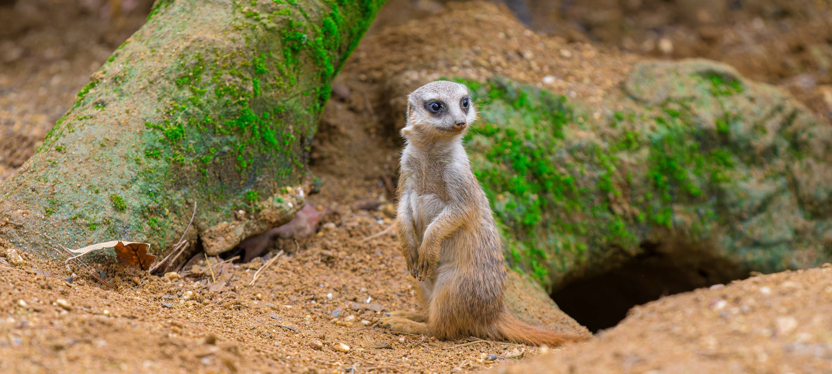 Nachwuchs bei den Erdmännchen