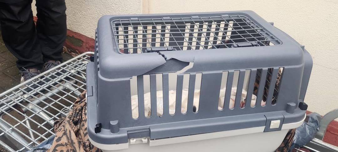 Zeuge findet tote Katzen in Homberg - Polizei bittet um Hinweise