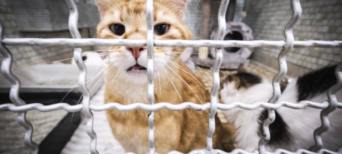 Duisburg: Tierheim nimmt keine Katzen mehr auf