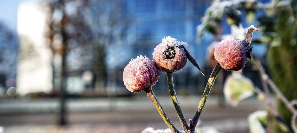 Winterdienst und Kältemaßnahmen in Duisburg