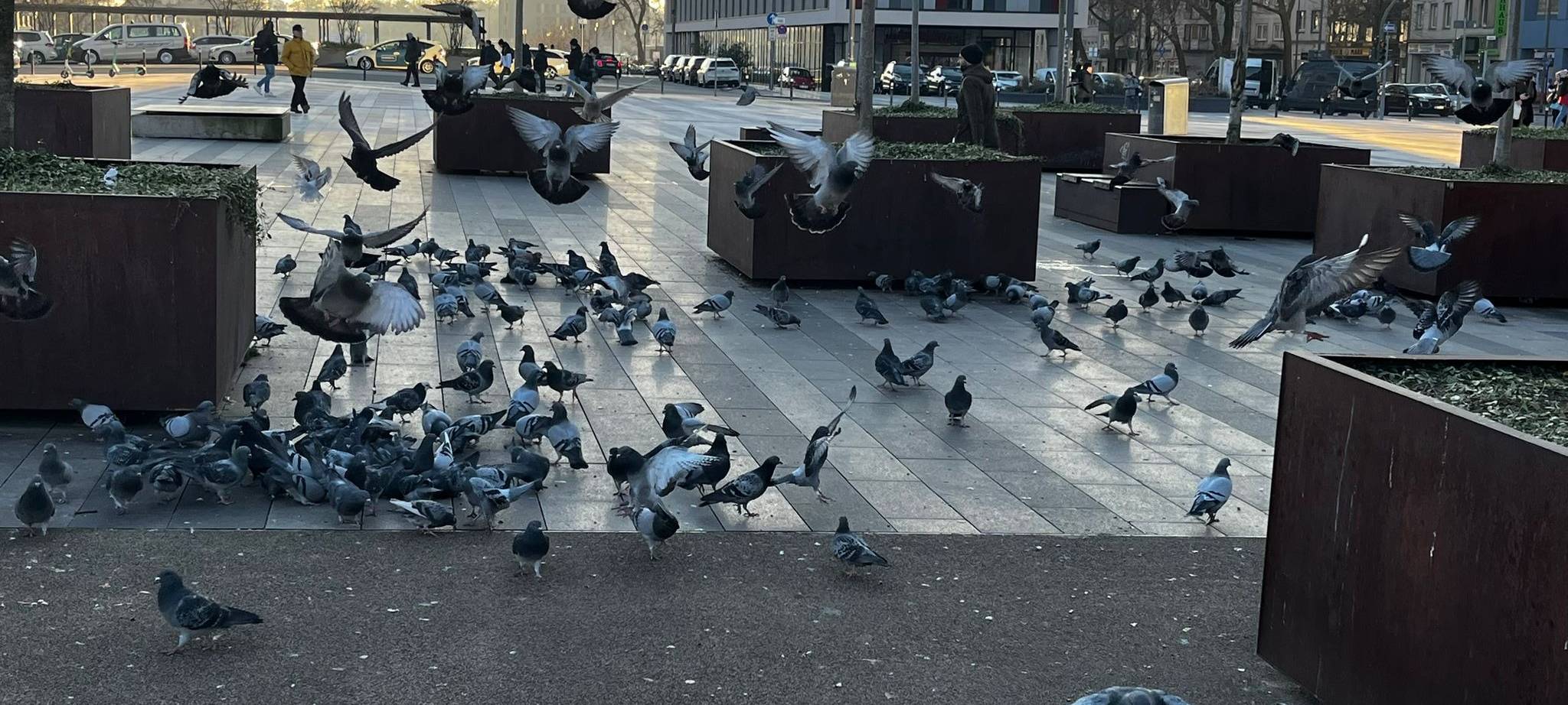 Maßnahmen gegen Duisburger Taubenpopulation