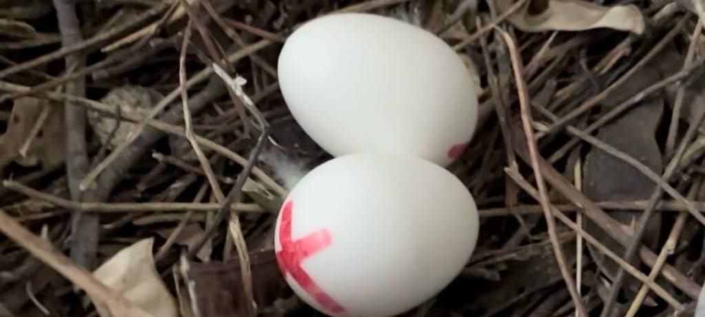 Maßnahmen gegen Duisburger Taubenpopulation