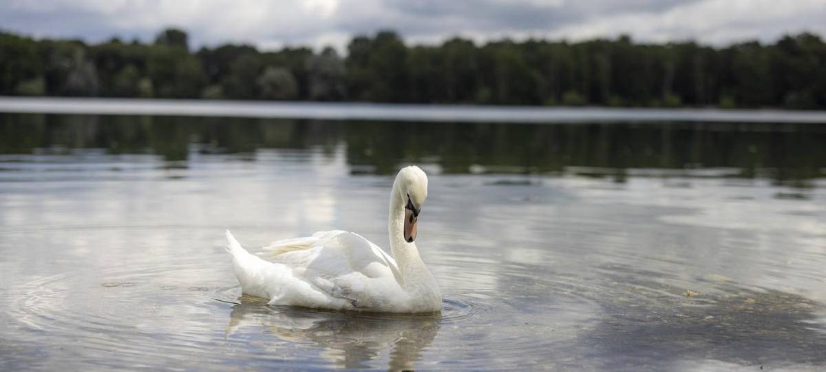 Nach tödlichen Attacken: PETA fordert Hundeführerschein