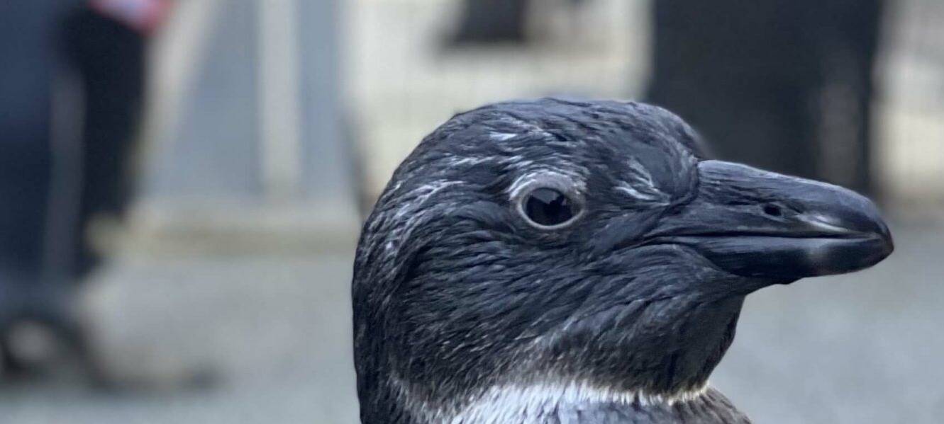 Zoo-Schützling erfolgreich ausgewildert