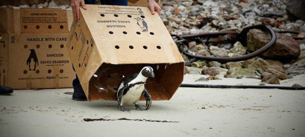 Zoo-Schützling erfolgreich ausgewildert