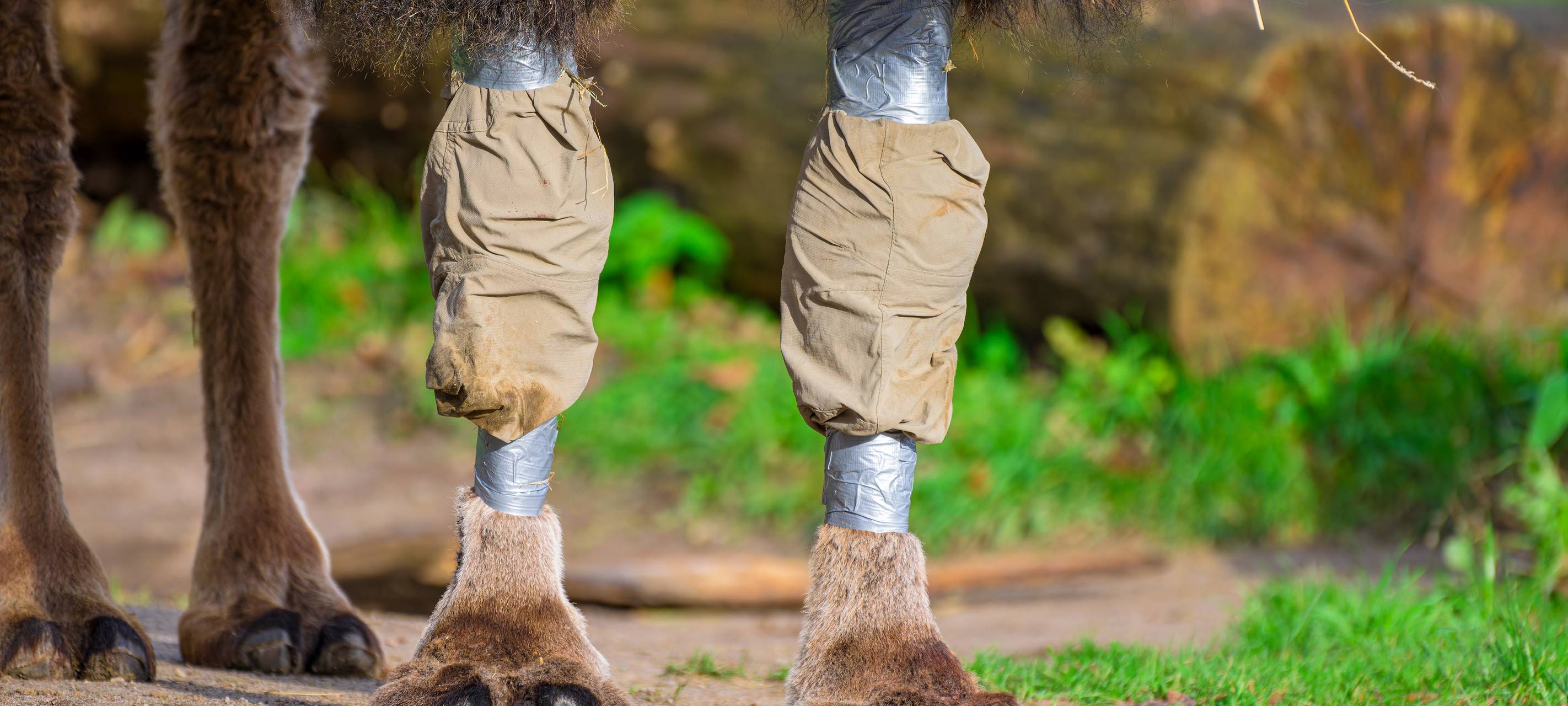 Neuer Look für Trampeltier