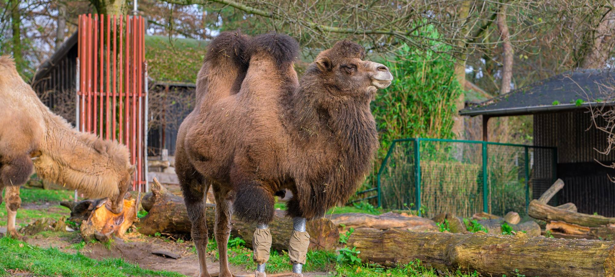 Neuer Look für Trampeltier