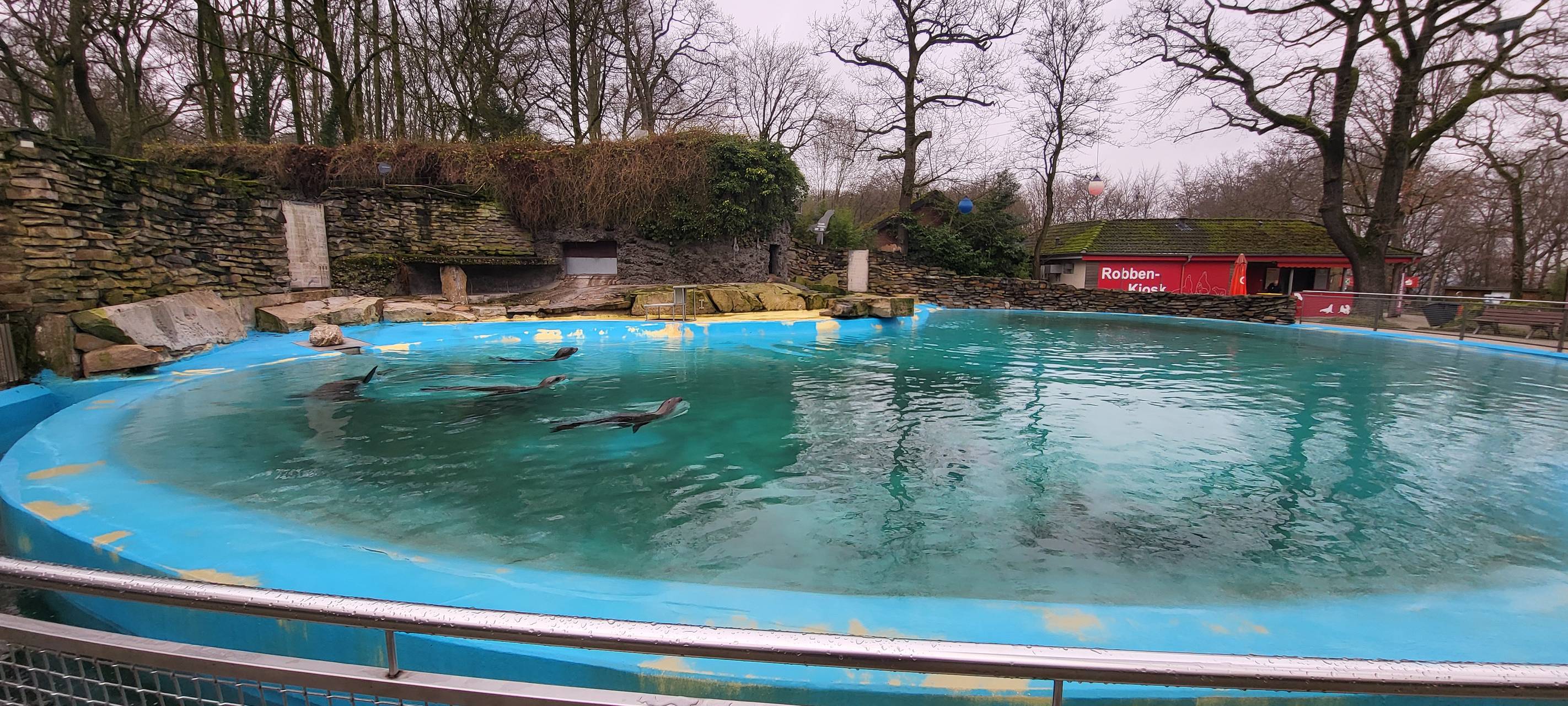 Zoo baut neue Seelöwenanlage