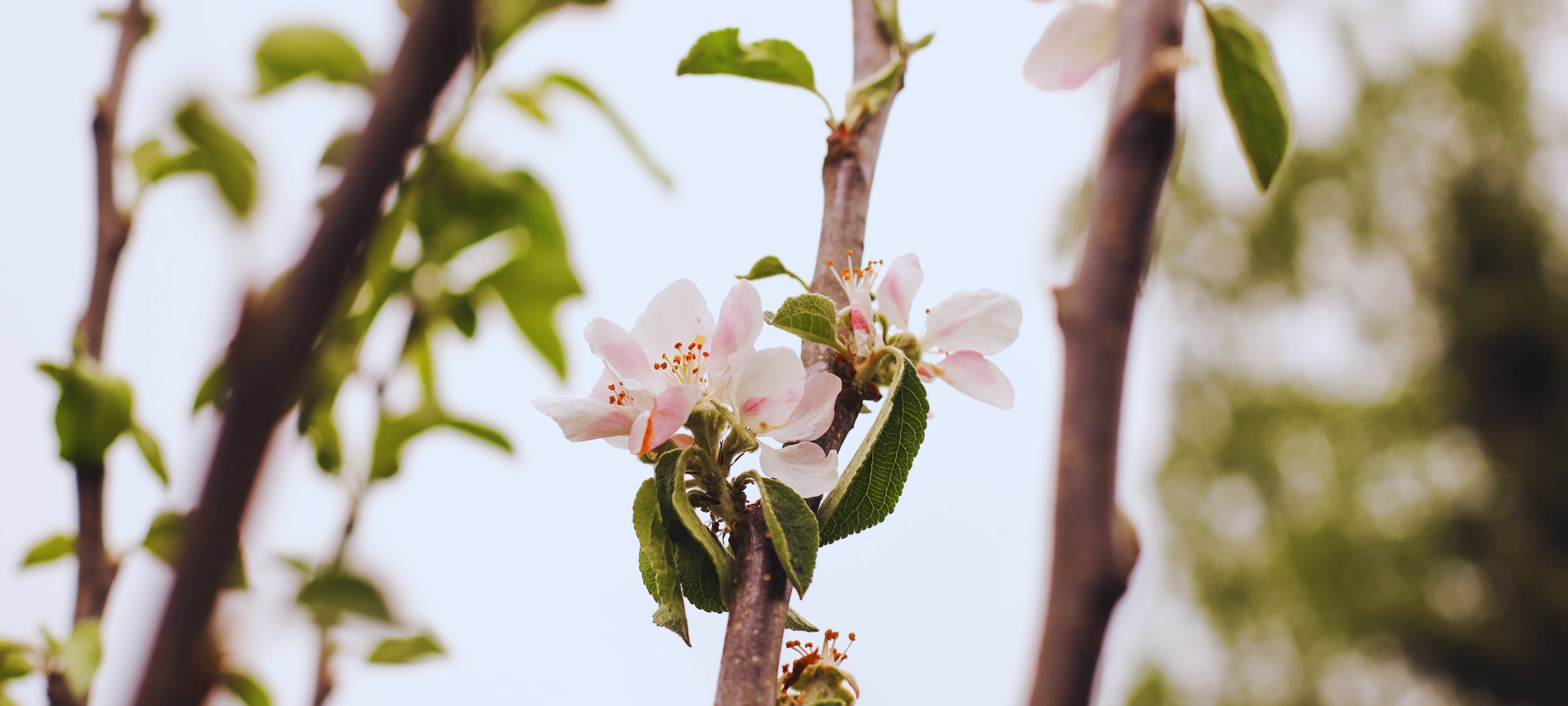 Stadt verschenkt wieder 3000 Obstbäume