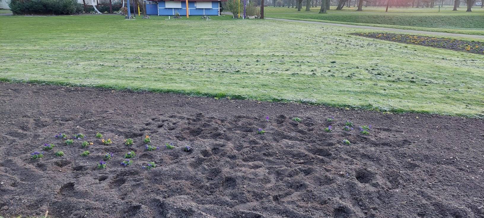 Blumendiebstahl im Stadtpark Meiderich