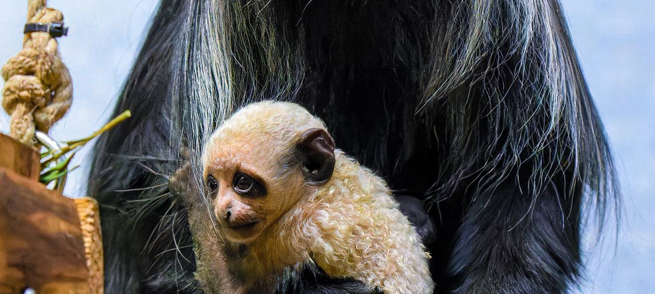 Nachwuchs bei Bärenstummelaffen im Duisburger Zoo