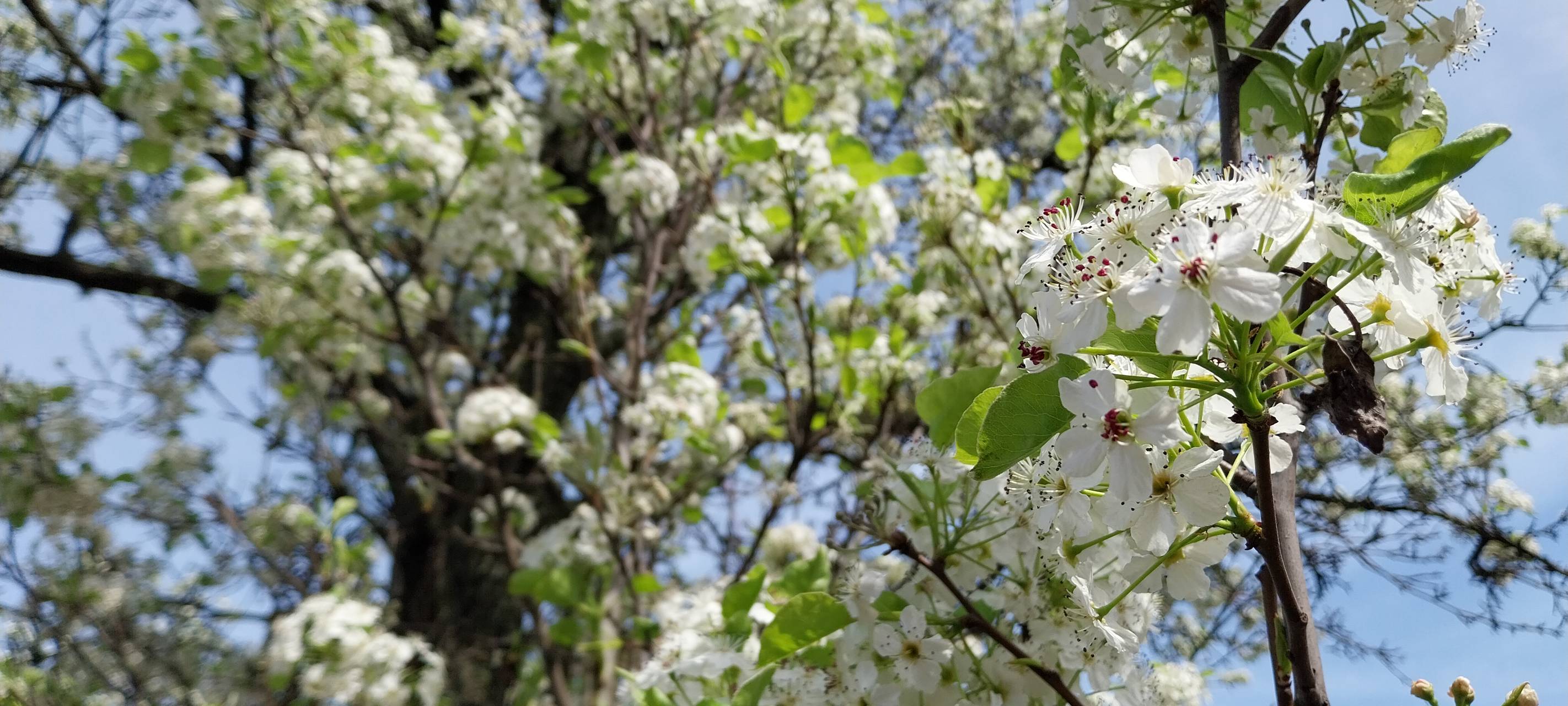 Der Frühling beginnt