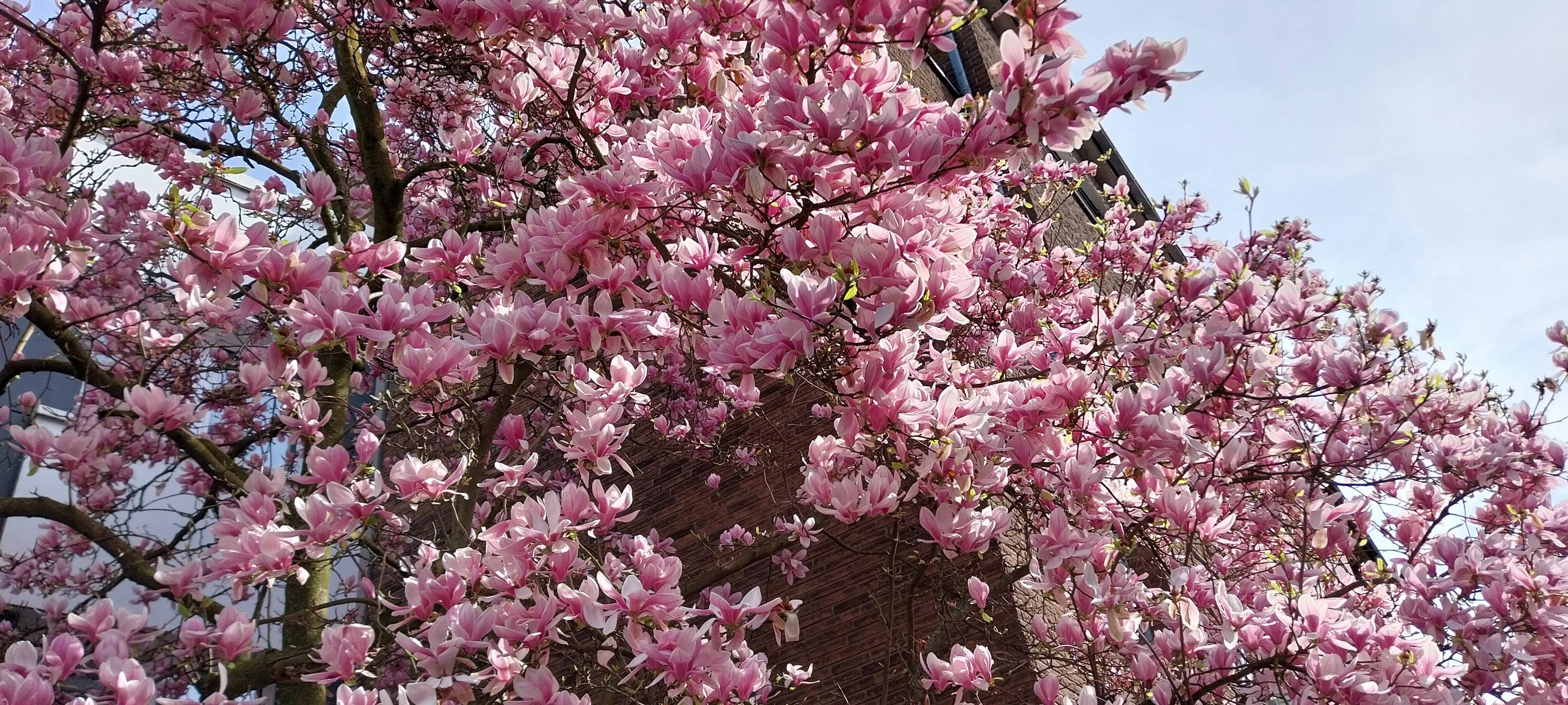 Der Frühling beginnt