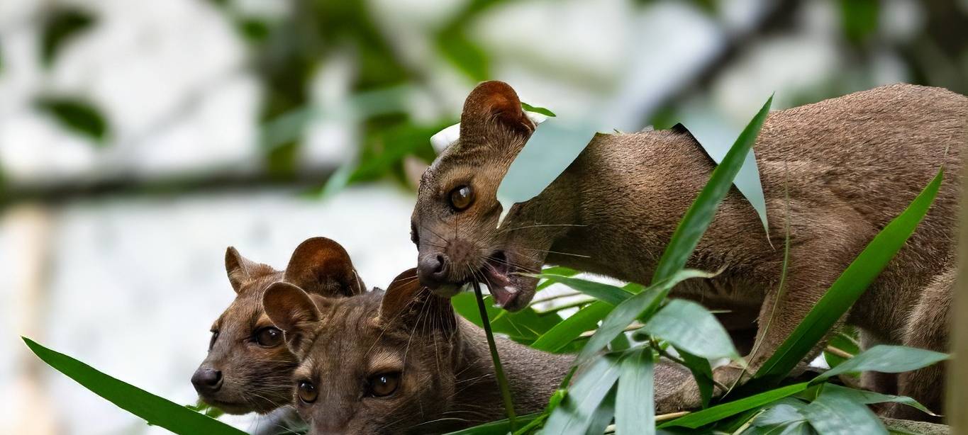Der Fossa-Nachwuchs im Zoo Duisburg erkundet die Außenanlage
