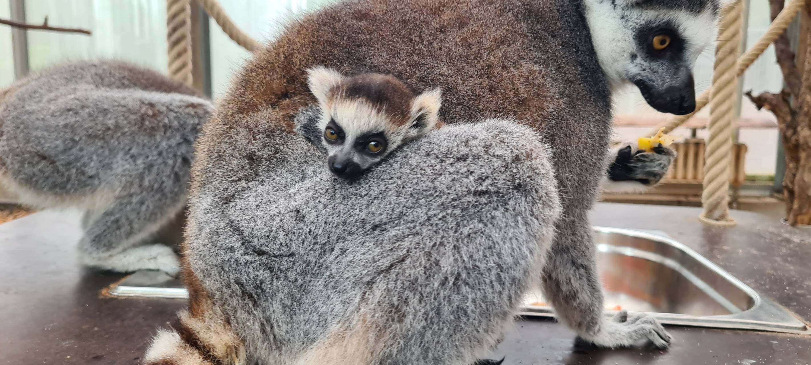 Nachwuchs im Zoo Duisburg: Kleiner Katta geboren