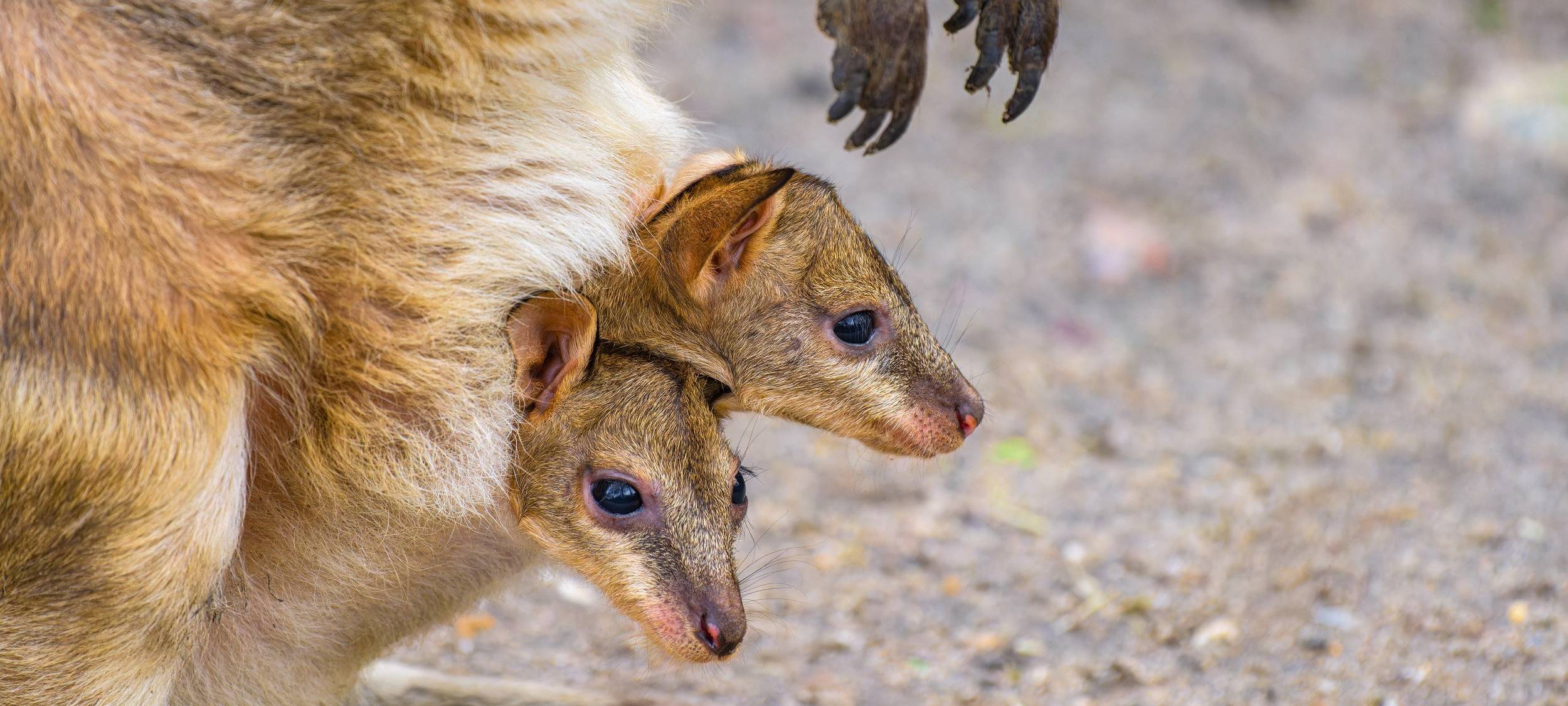 Zoo Duisburg: Nachwuchs bei Kängurus