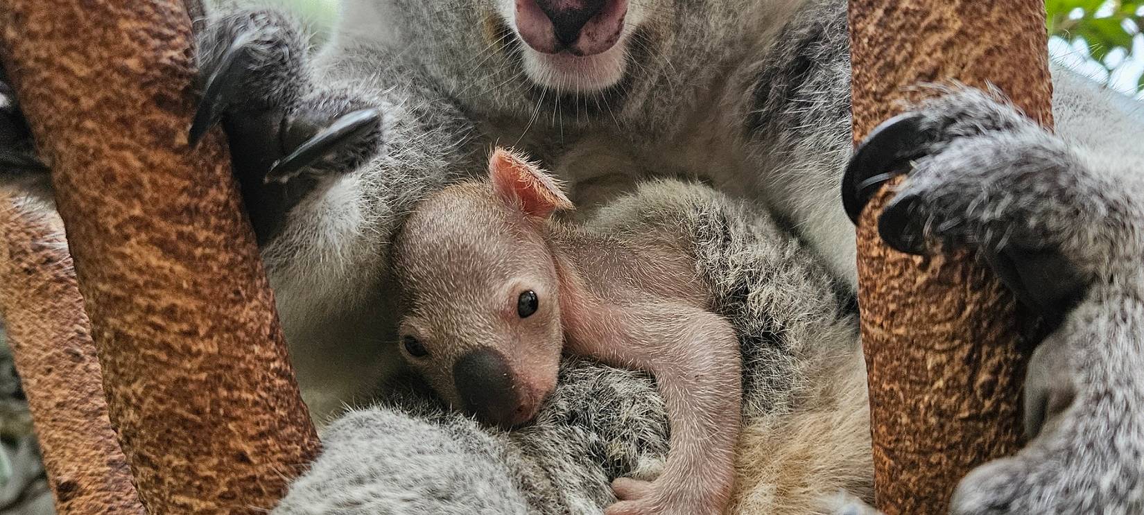 Koala-Nachwuchs im Zoo Duisburg