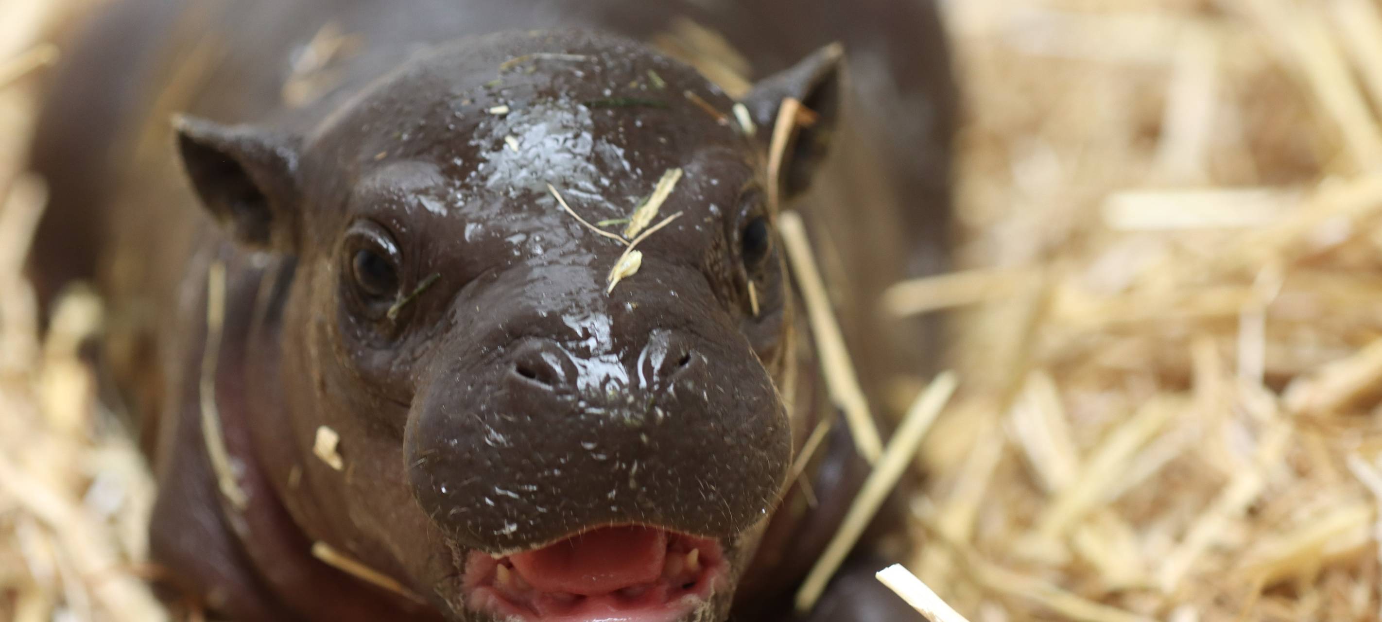 Zoo Duisburg: Vorbereitungen für neue Zwergflusspferdanlage