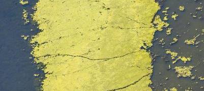 Blaualgen im Uettelsheimer See