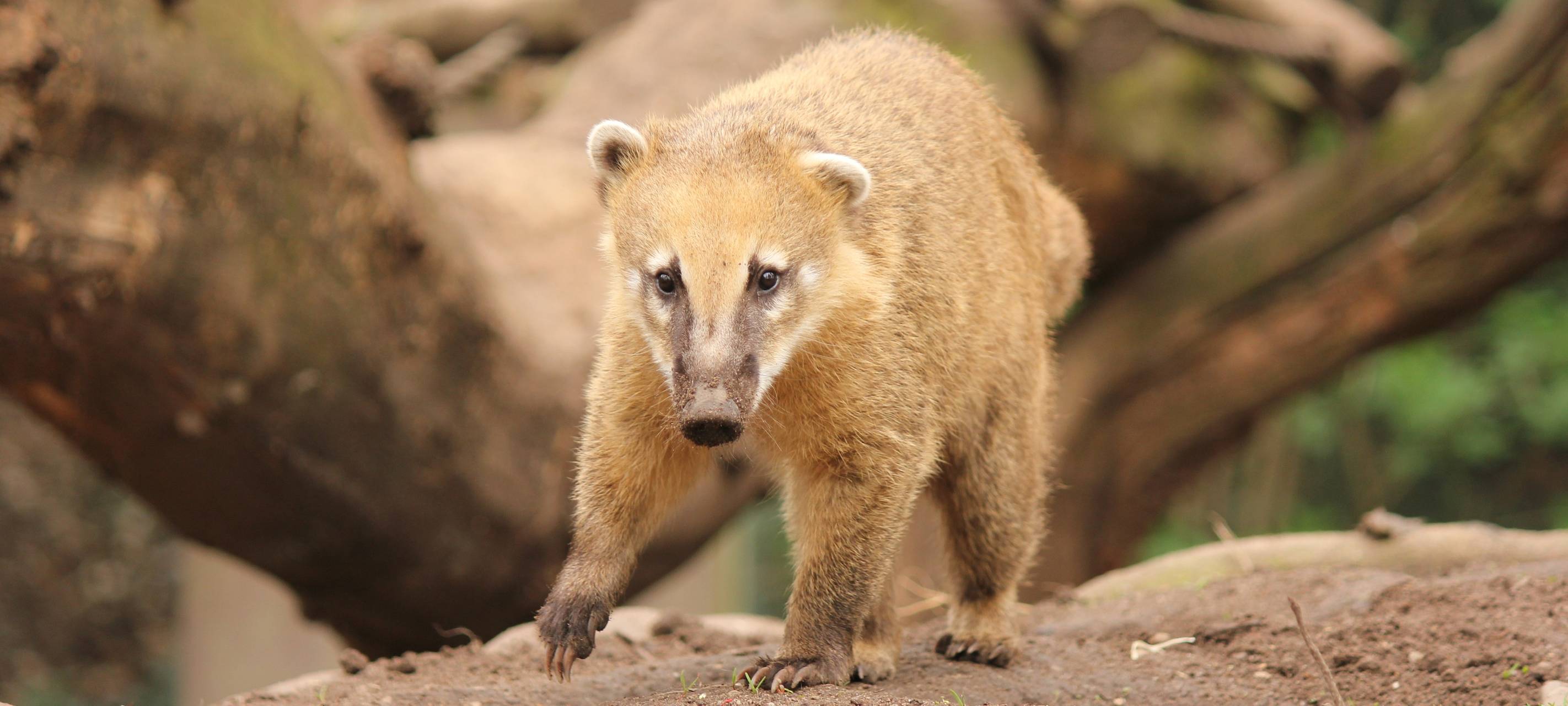 Nasenbär-Orakel im Zoo Duisburg