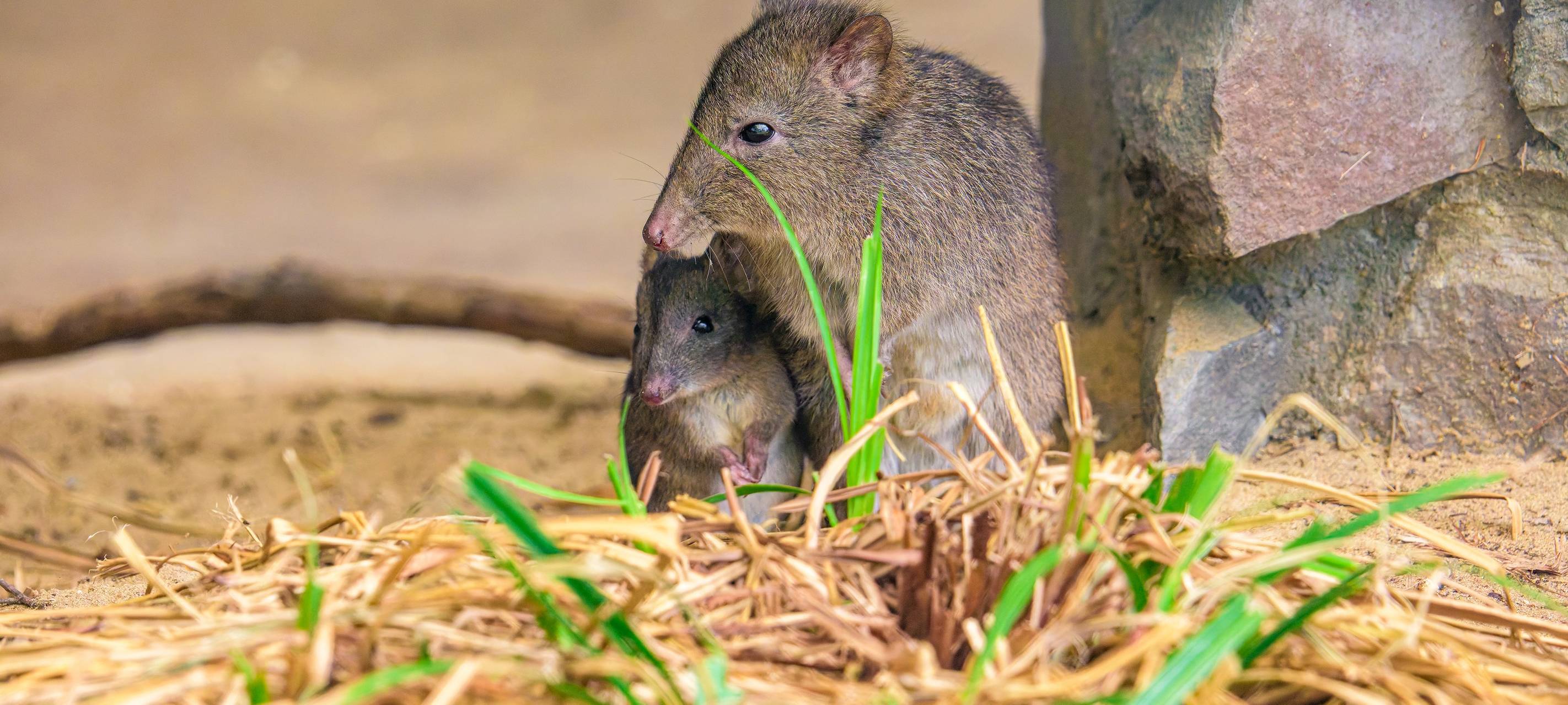 Duisburger Langschnauzen-Kaninchenkängurus haben Nachwuchs