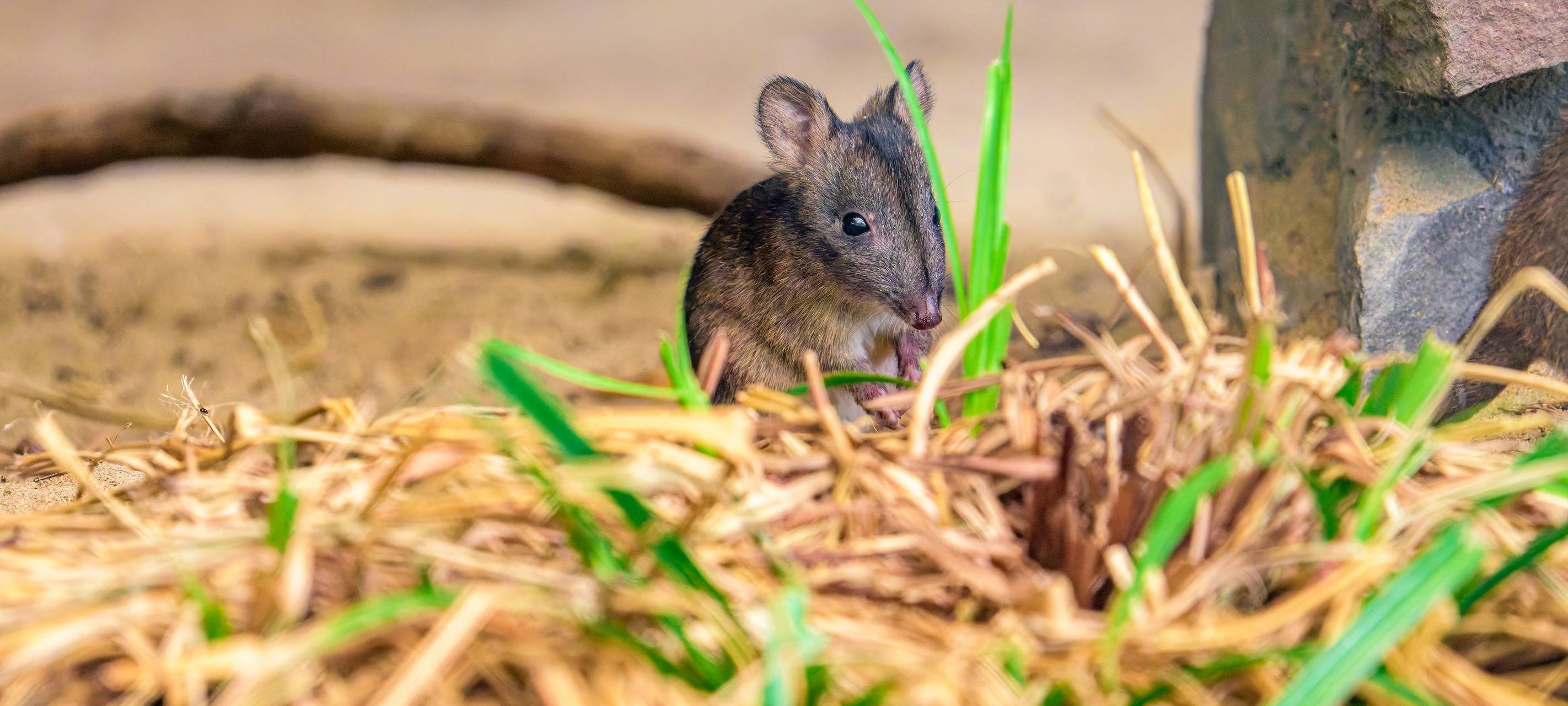 Duisburger Langschnauzen-Kaninchenkängurus haben Nachwuchs