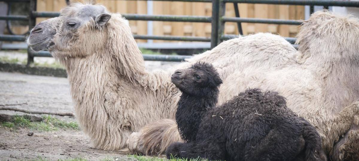 Trampeltieranlage im Zoo Duisburg wird saniert