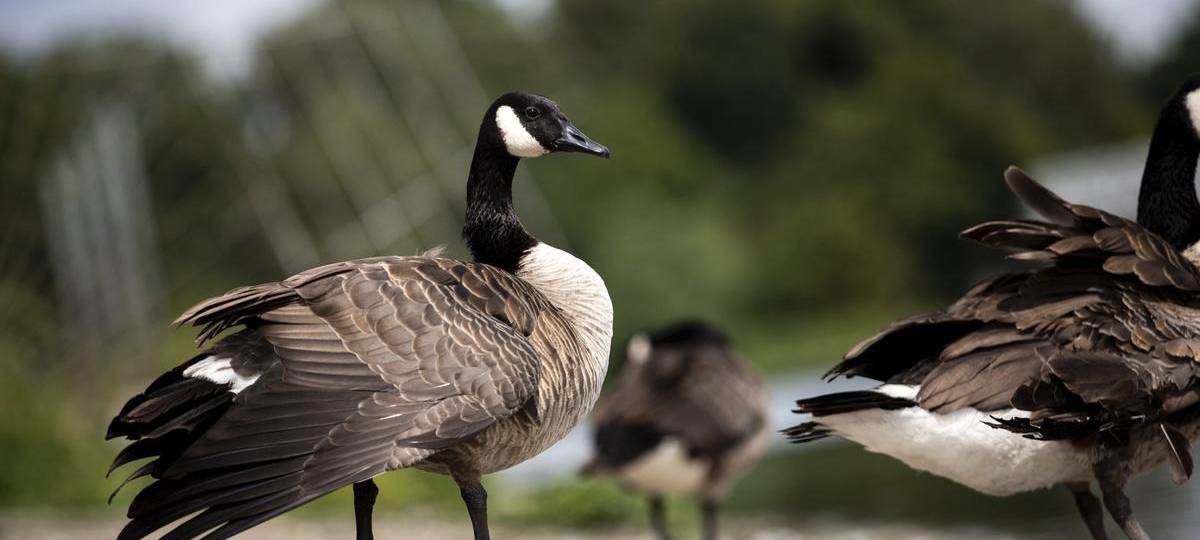 Hinterlassenschaften von Wildgänsen nerven Duisburger