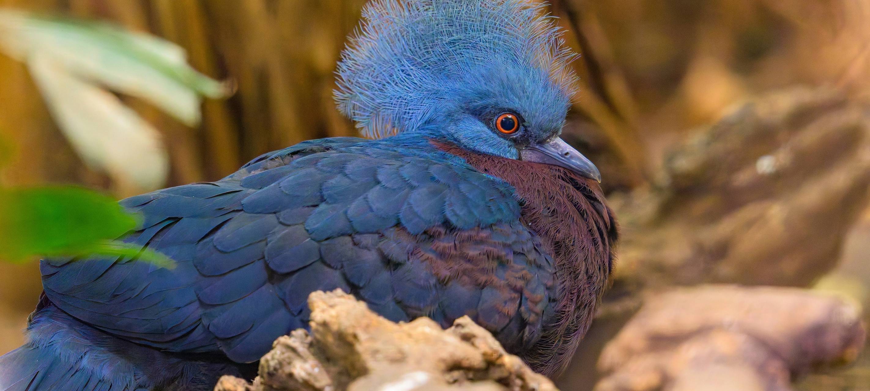 Zoo Duisburg: Nachwuchs trägt Krönchen