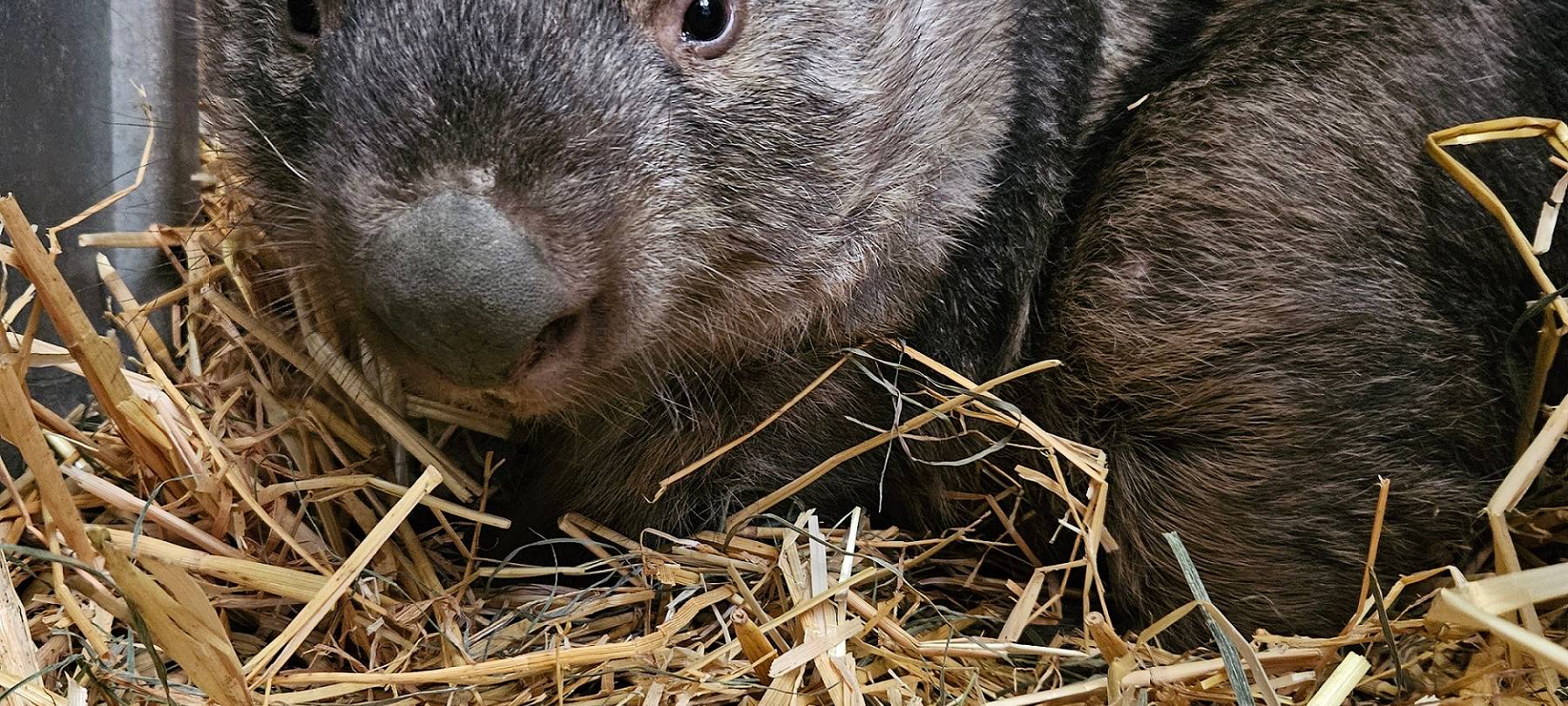 Neuer Wombat im Zoo Duisburg