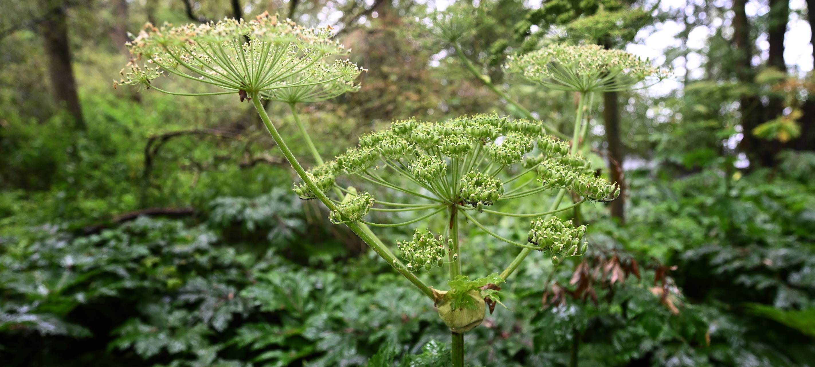 Riesenbärenklau macht Probleme an Duisburger Gewässern