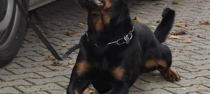Polizeihund überführt jugendlichen LKW-Dieb